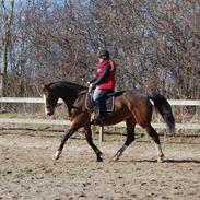 Dansk Varmblod My Choice