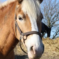 Haflinger NORDLUNDES HONEY