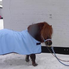 Shetlænder Urban<3<3<3