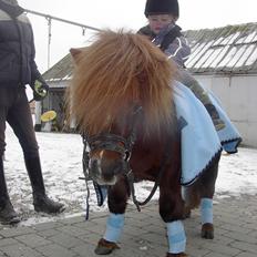 Shetlænder Urban<3<3<3