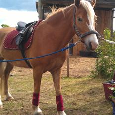Haflinger Laban