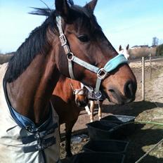 Dansk Varmblod Enekærs Rio-Belle