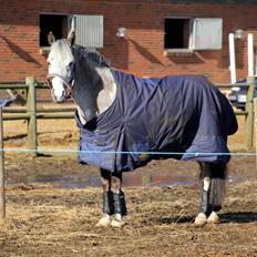 Appaloosa Mr. Appelbey