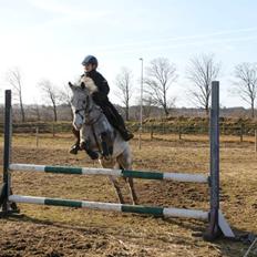 Appaloosa Mr. Appelbey
