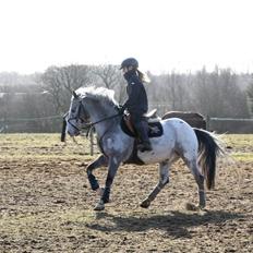 Appaloosa Mr. Appelbey