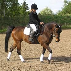 Anden særlig race Star (død september 2014)