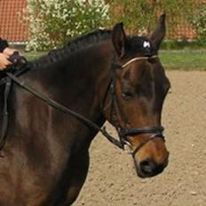 Anden særlig race Star (død september 2014)