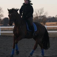 Hannoveraner Bredmose's bellami