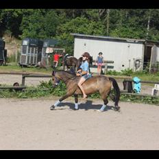 Welsh Pony (sec B) Muffe