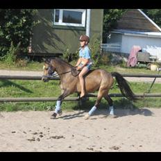 Welsh Pony (sec B) Muffe