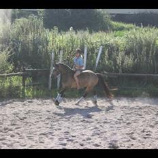 Welsh Pony (sec B) Muffe