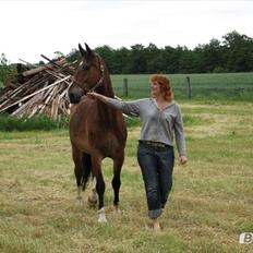 Dansk Varmblod Van Gogh