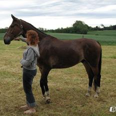 Dansk Varmblod Van Gogh