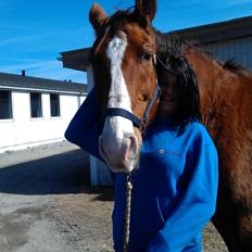 Hannoveraner Nimitz, (Bisnap.)