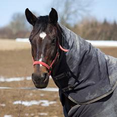 Dansk Varmblod Cappuccino