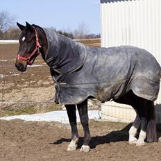 Dansk Varmblod Cappuccino