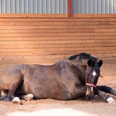 Dansk Varmblod Cappuccino