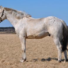 Knabstrupper Makur :-)(solgt)