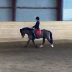 Anden særlig race Miranda *Muffin*