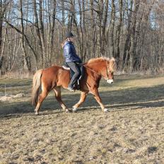 Islænder Asdis fra Selsø