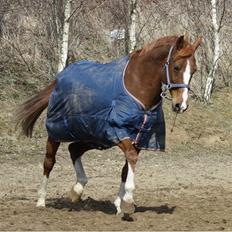 Anden særlig race Fox Trot <3