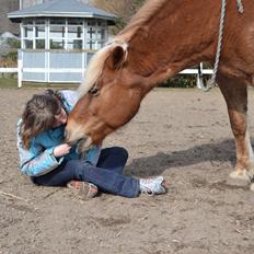 Haflinger Monday Vanja R.I.P