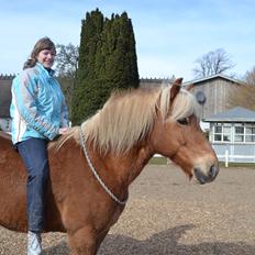 Haflinger Monday Vanja R.I.P