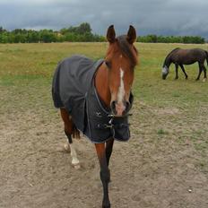 New Forest Miss Gucci