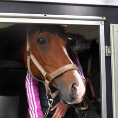 New Forest Miss Gucci