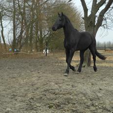 Frieser Jack Whiskey (Bassen <3)