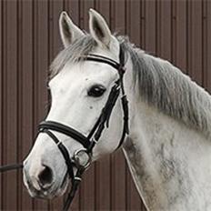 Hollandsk Sportspony V.P. Hestia