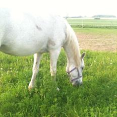 Anglo Araber (AA) Matti