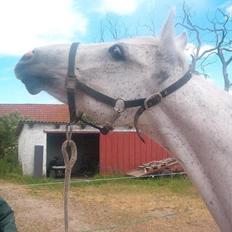 Anglo Araber (AA) Matti