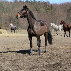 Oldenborg Hestekjærs Lianna