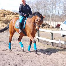 Dansk Varmblod Fanaldo