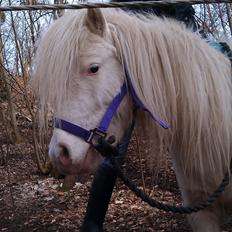 Knabstrupper Oskar R.I.P. (englen)