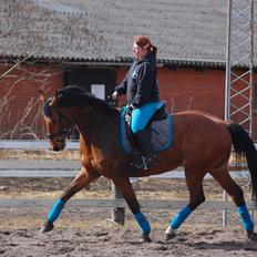 Dansk Varmblod Fanaldo