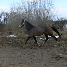 Anden særlig race Deen Lau