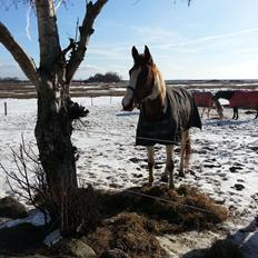 Pinto Whitney Lightfoot