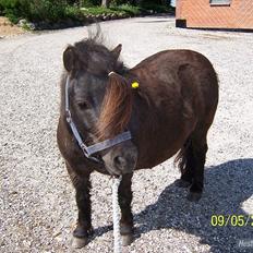 Shetlænder Kerryston Ruby