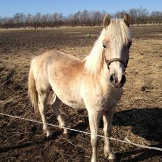 Haflinger Askmon Nordan