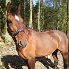 Anden særlig race Cassie