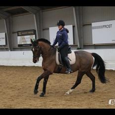 Anden særlig race Cassie