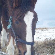 DSP The Longest Day (Long)