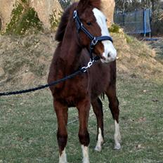 Frederiksborg Nytoftgaards Delia