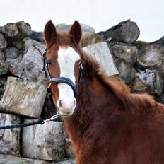 Frederiksborg Nytoftgaards Delia
