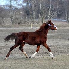 Frederiksborg Nytoftgaards Delia