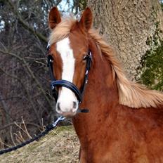 Frederiksborg Nytoftgaards Maximus