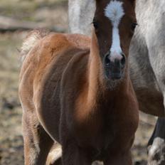 Arabisk fuldblod (OX) EA Taylor Maid