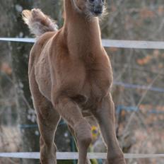 Arabisk fuldblod (OX) EA Taylor Maid